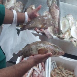 Fresh Hammour (1kg)